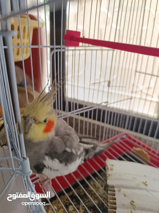 كوكتيل جوز ذكر وأنثى عمر 9 شهور