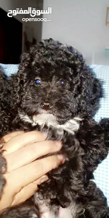 Toy poodle