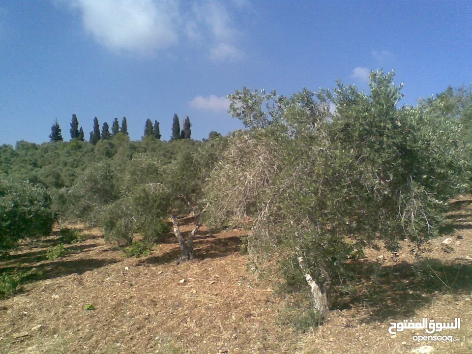 2دونم للبيع في كفرراعي (جنين)