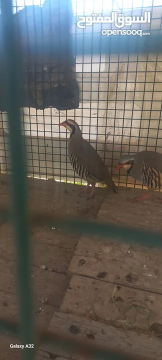 حجل للبيع ذكور عدد2 واحد ابيض  واجد بلدي