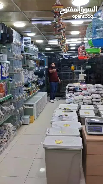 كاسكو مكاو كوكاتو امزون