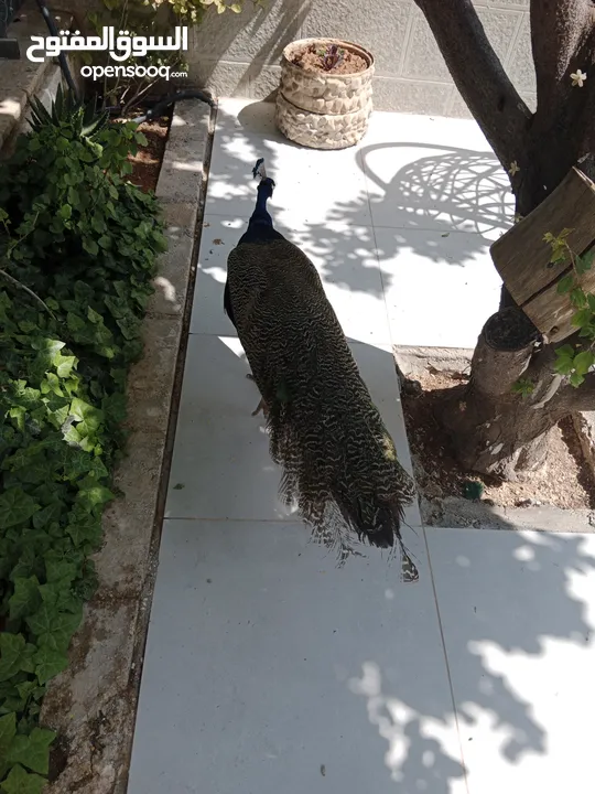 طاووس للبيع