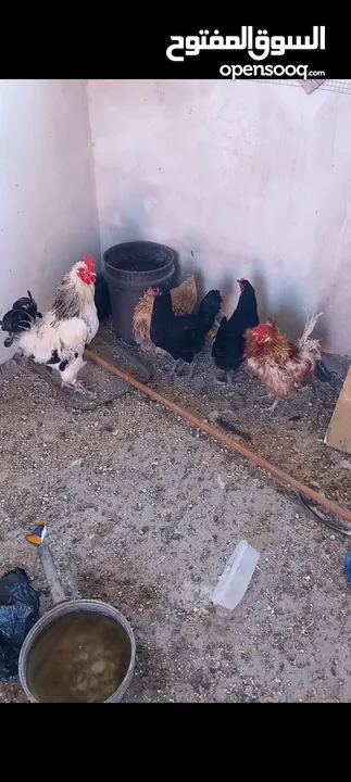 جاجات للبيع
