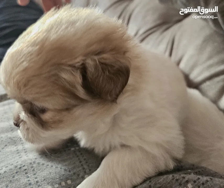 جِراء هافانيز أصيلة  ! -- Purebred Havanese Puppies