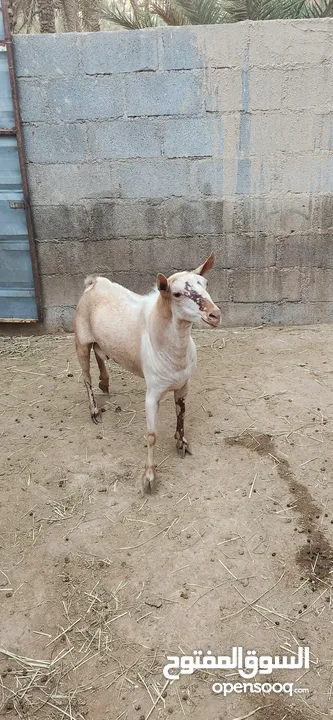 تيس لون كريمي فاخر صافي أجم صنف من الحلال الصلالي