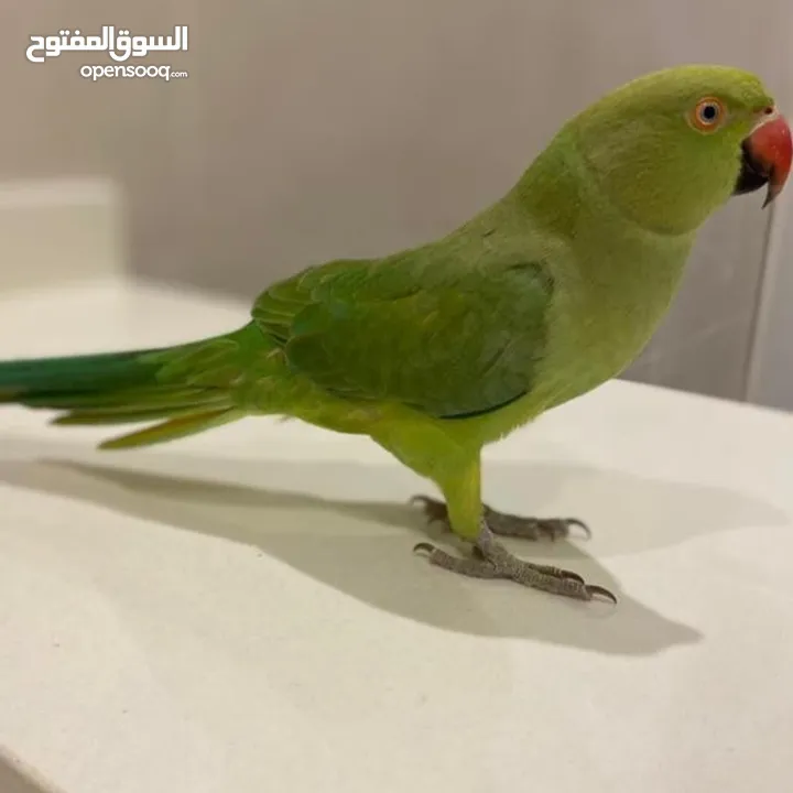 ببغاء الدرة