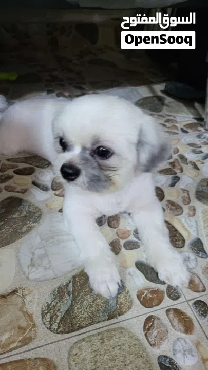 ذكر بصحه جيده