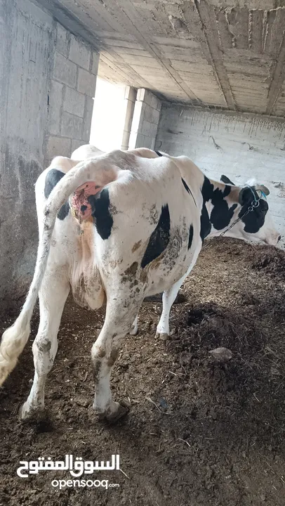 بقرة بطن ثالث للبيع