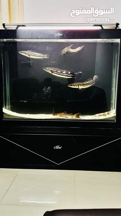 Big Monster fish Aquarium with all the fishes and accessories