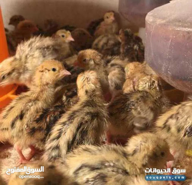 بيض فري سوبر جامبو مخصب ومكفول 80/100