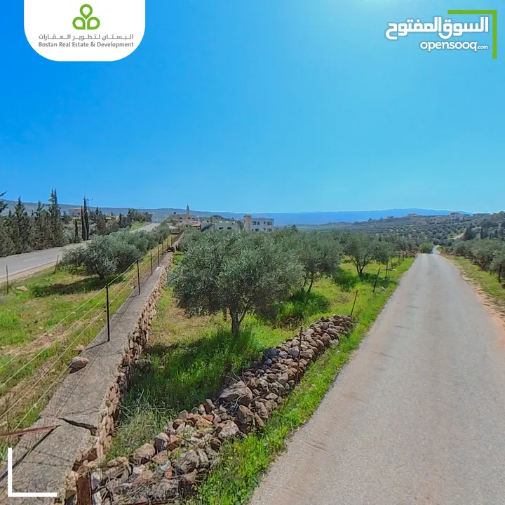 أرض سكنية مزروعة زيتون في السلط / الصبيحي / سيحان / 1200 متر