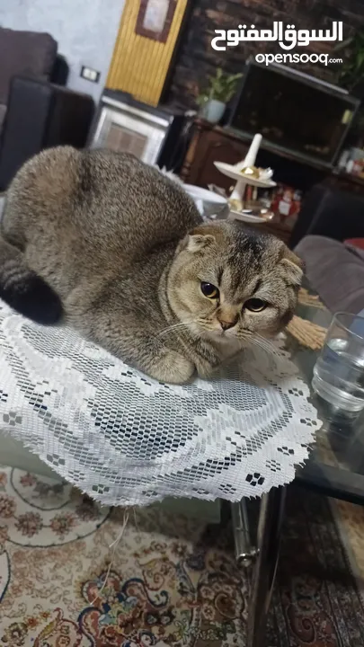 سكوتش فولد scottish fold