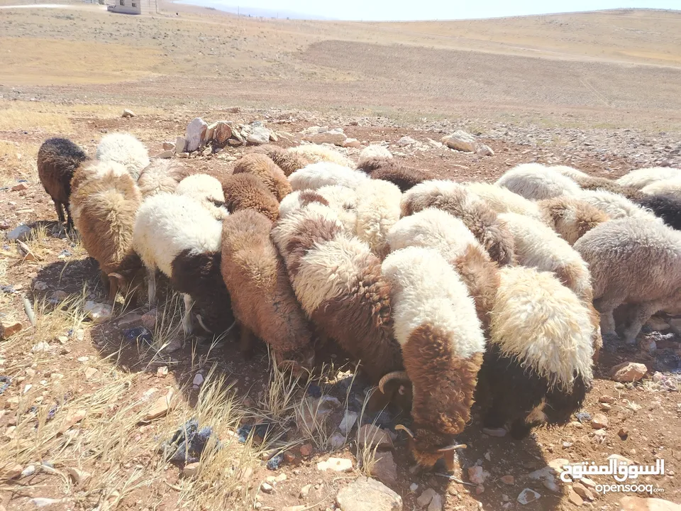 خرفان اضاحي نخب