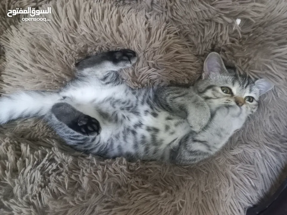 قطة أنثى (بريتش شورت هير ) زنخة وبتضل تلعب ما شاء الله مطعمة ومعها دفتر تبع العيادة عمرها اقل من سنة