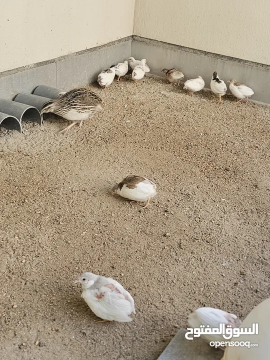 سمان صيني ( الملكي)