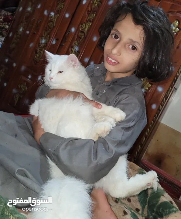 قطط شرازي للبيع في صنعاء الاصبحي المقالح