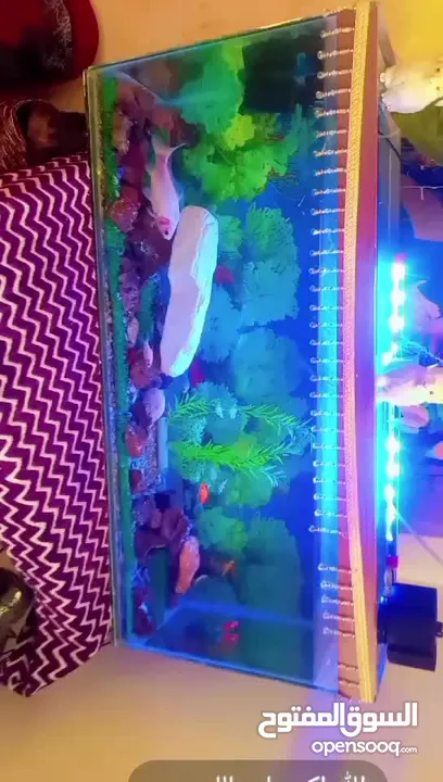 سمكه قولد فش حجم كبير
