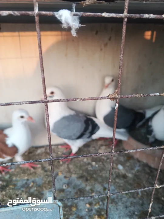 حمام مشكل زوجل مكتيف بلجكه جوز حمام انواع