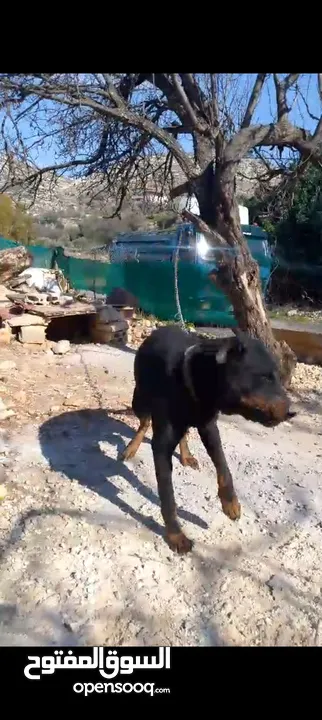 كلب بيت بول ذكر للبيع يوجد انثه  مطيعه ....... كلب ذكر روت ويلر