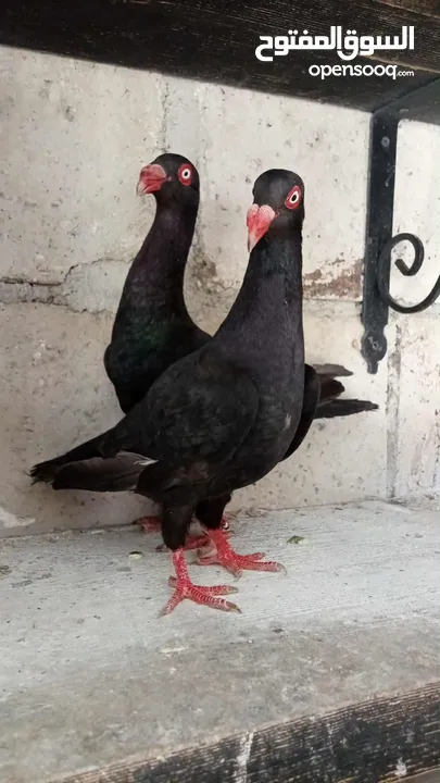 جواز حمام للبيع