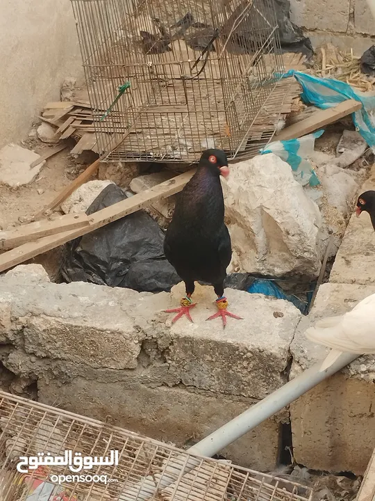 جوز سلفر مع فراخهم