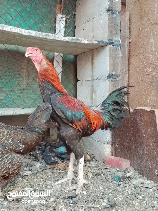 متاح ديك وفرخه باكستاني