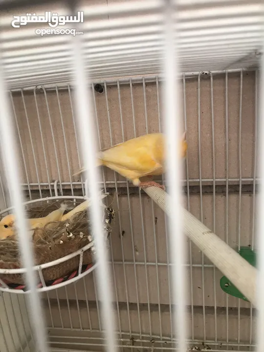 Breeding pairs of canary  in Alain
