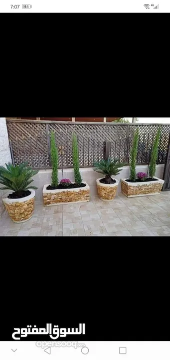 بعد إذن الإدارة  متوفر لدينا شجر زنزلخت الشماسي إيطالي أنثى ارتفاع من 180 سم إلى 250 سم سعر الشجره 6