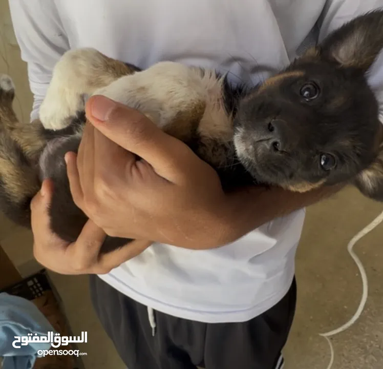 جرو الروت وايلر غير مطعم بس نظيف ونشيط عمرو 7 اسابيع يعني لسه ما بلش مرحله التدريب