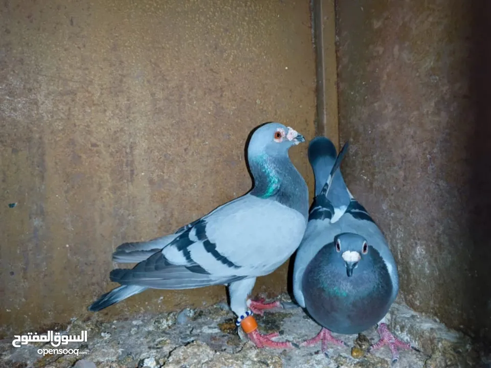 حمام للبدل عجاج