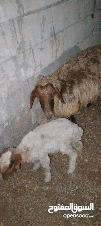 نعجه بصلاة عل نبي معها عبور