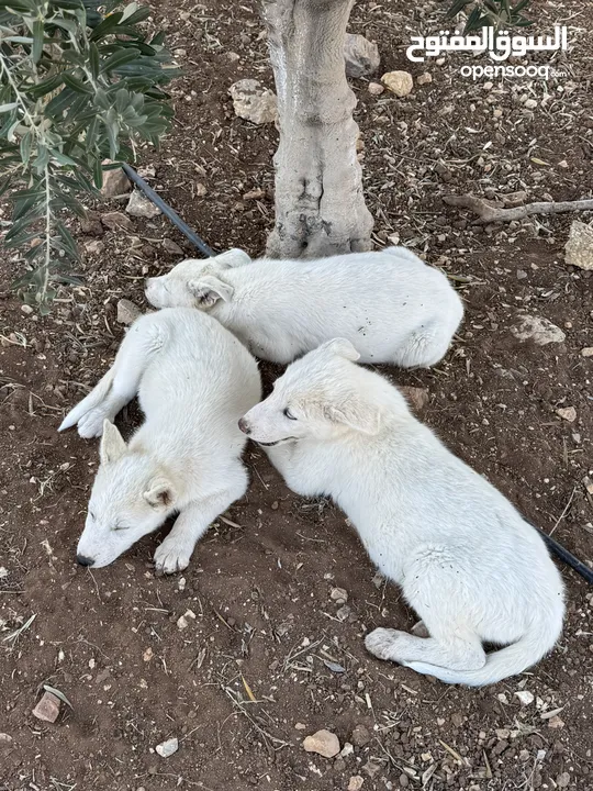كلاب هاسكي للبيع ذكر وانثى