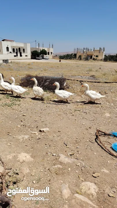 وز عدد 7 للبيع موجود في الكرك القصر