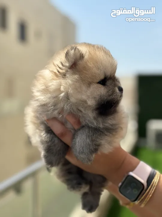 Pomeranian male for sale