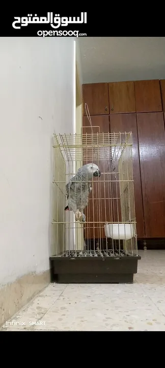 ببغاء كاسكو متكلم بحكي اكثر من 30 كلمه