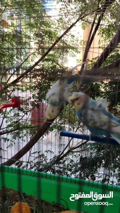 طيور حب و روز و فيشر