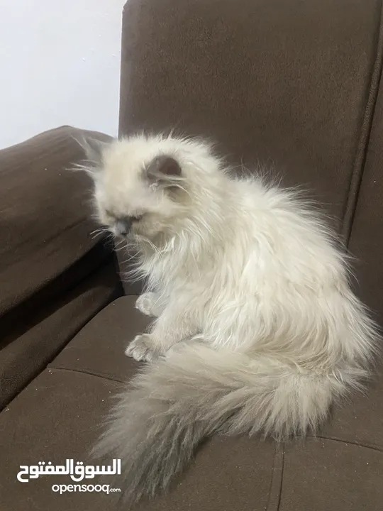هملايا عمر 3 اشهر