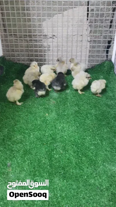 فروخ الكوشن العملاق