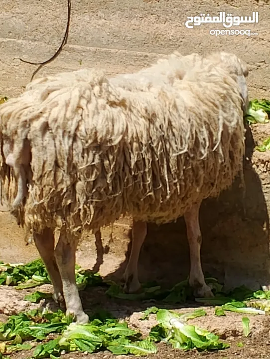 فحل خاروف العساف الفلسطيني