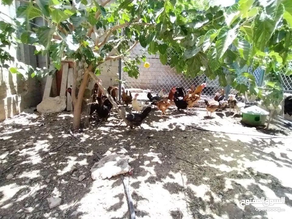 دجاج بلدي بياض