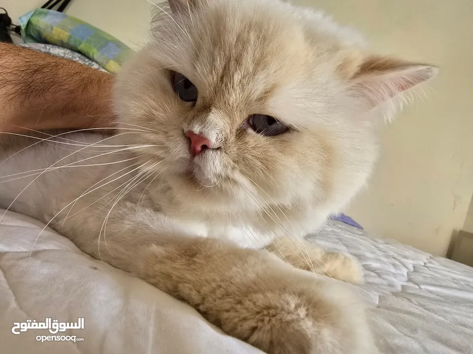 Cats for Adoption