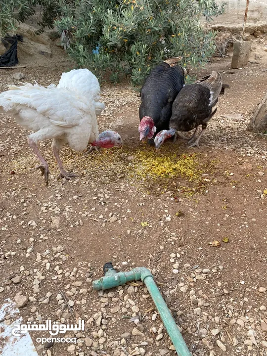 حبش ودجاج للبيع