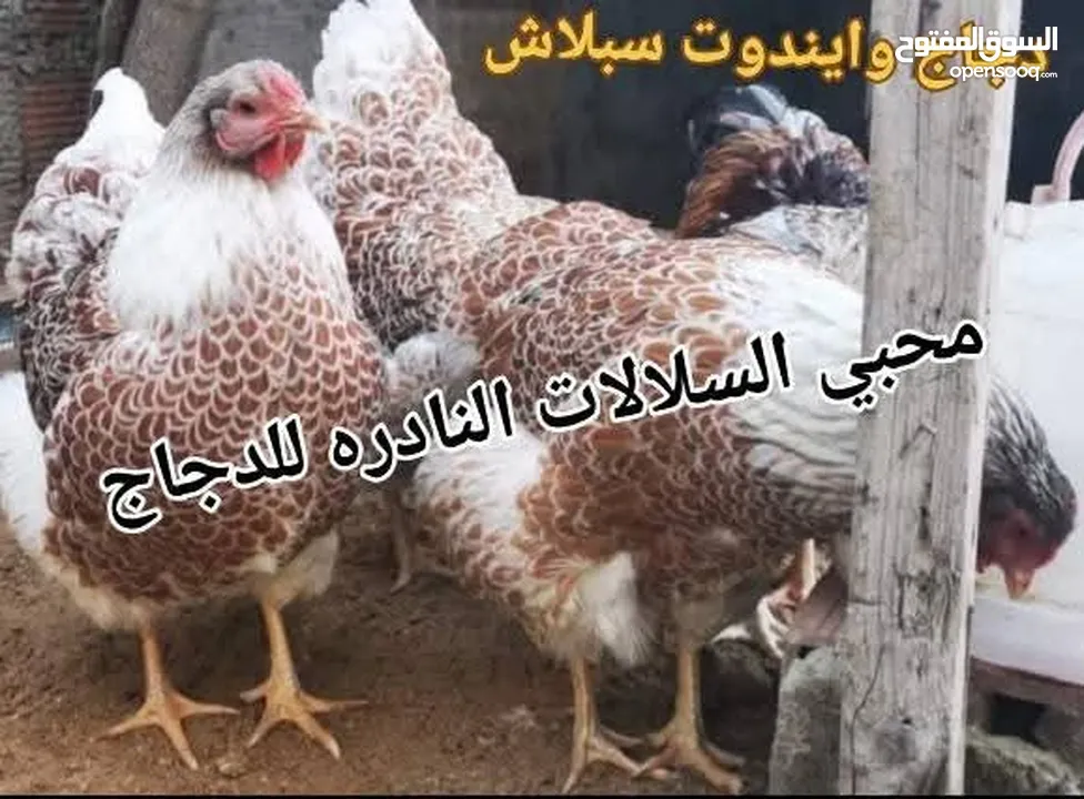 بيض مخصب و صيصان لسلالات دجاج نادره على مستوى العالم