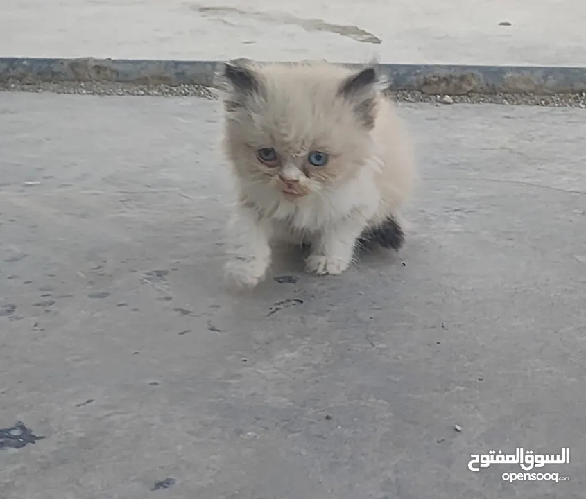 ذكر‎ راغدول عمر شهرين