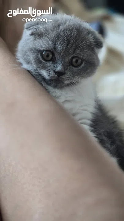 Scottish fold female kitten 3 month old