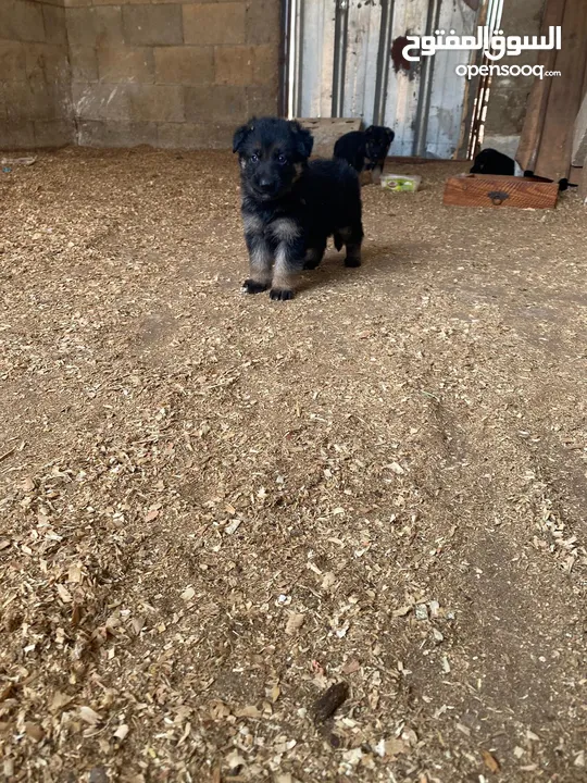 جراو جيرمن مستوى عالي 35 يوم