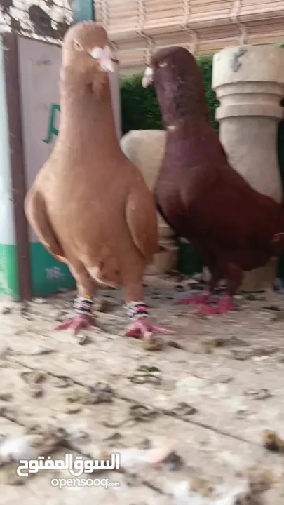 جواز وفردات كل اشي الو سعرو الاسعار بالوصف
