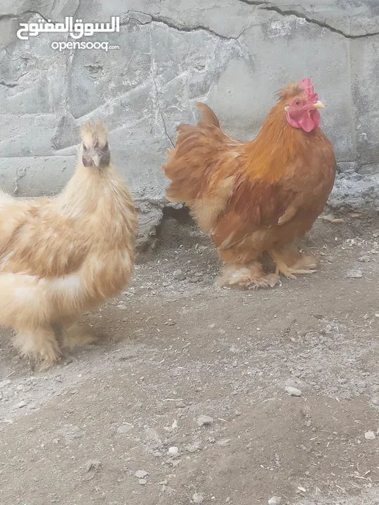 دجاج كوجن للبيع دجاج كرك