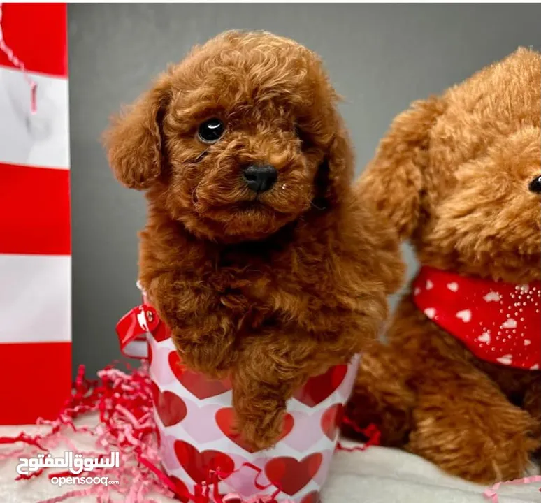 ADORABLE RED TOY POODLE PURE BREED HOME RAISED  HEALTHY PUPPIES