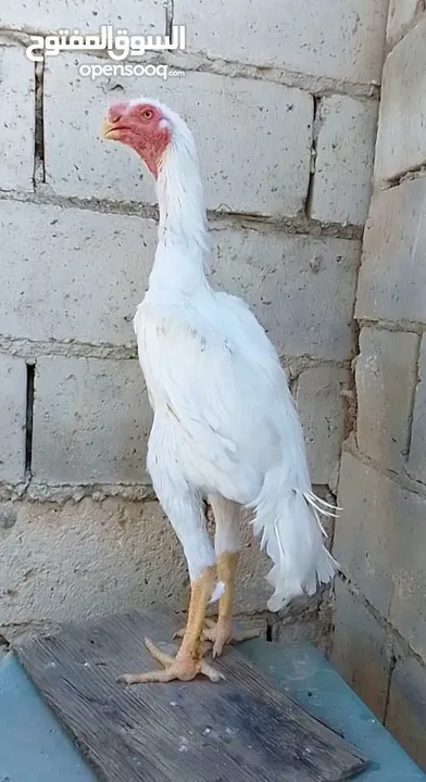 صيصان وديوك باكستاني